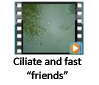 Ciliate and Fast friends video